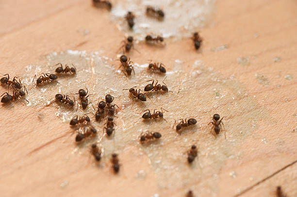 Best Ant Control Services  in San Marino, CA